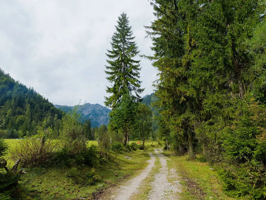 Comment la sylvothérapie et connexion à nature peuvent aidés