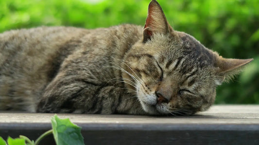 Earthing mise à la terre et gestion des troubles du sommeil: comment retrouver