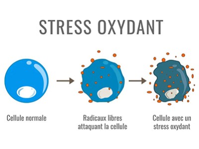 Earthing mise à la terre et protection contre le stress oxydatif: un bouclier