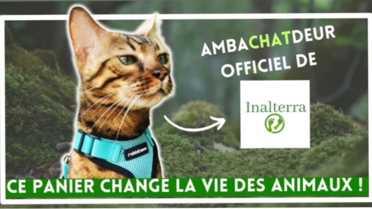 chat connecté à la terre