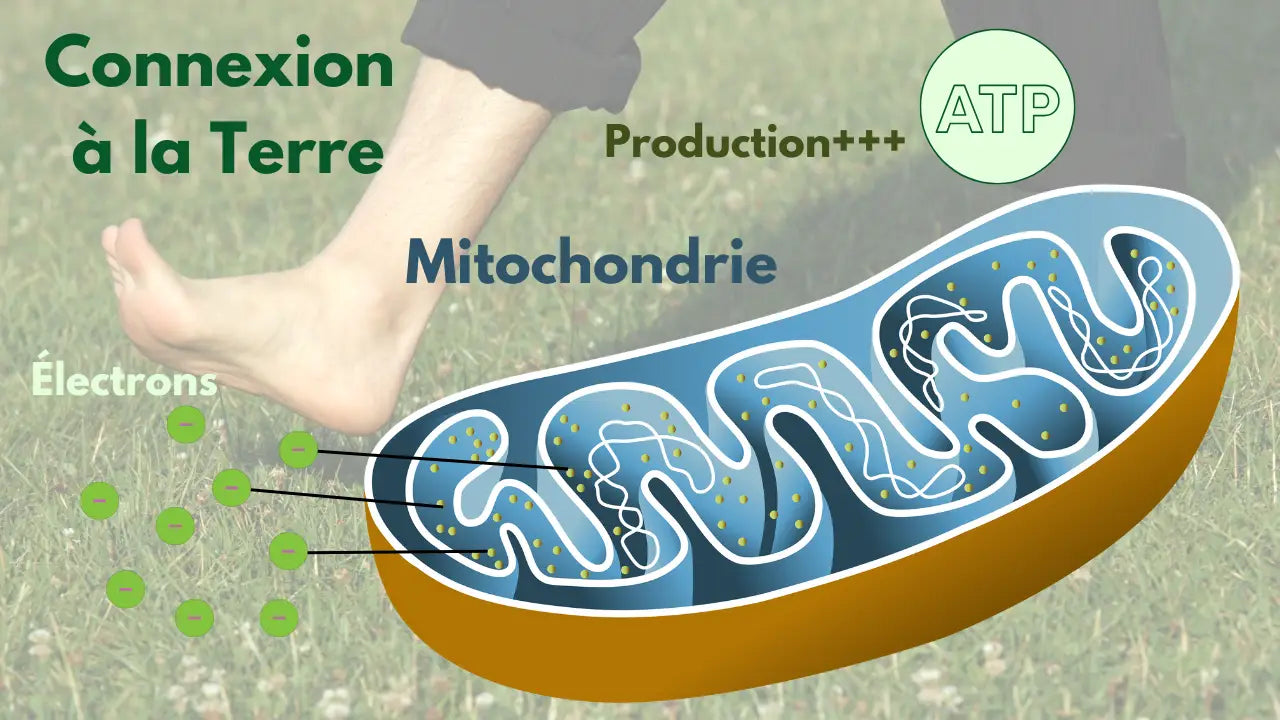 Connexion à la terre et production d’atp: un soutien essentiel aux mitochondries