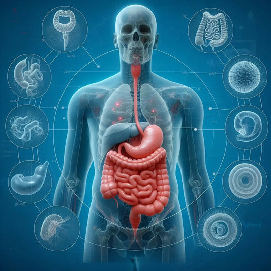 La mise à la terre et l’équilibre du microbiome intestinal