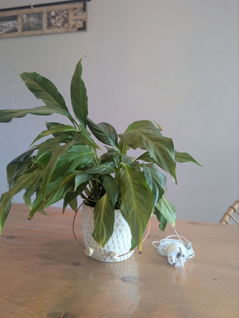 Terra khovsky, circuit oscillant Lakovsky + mise à la terre des plantes
