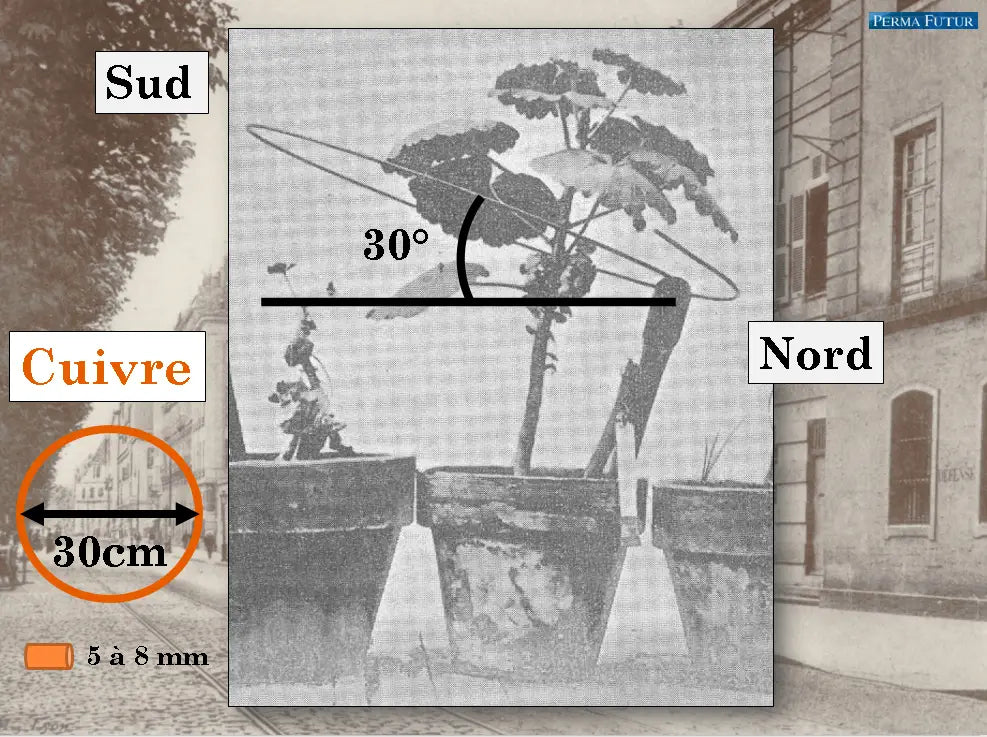 Électroculture & inalterra: réconcilier l’énergie de la terre et le vivant végétal
