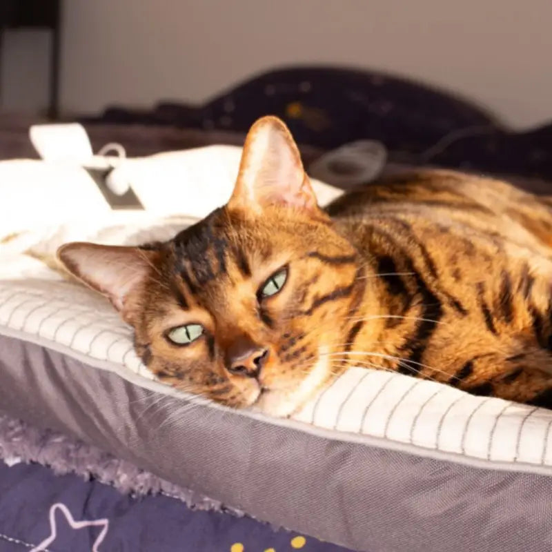 Le panier de mise à la terre pour chien et chat par inalterra.fr