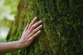 toucher arbre mise à la terre